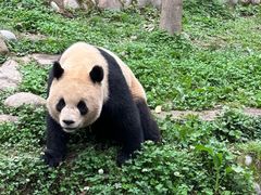 -中国大熊猫保护研究中心雅安碧峰峡基地