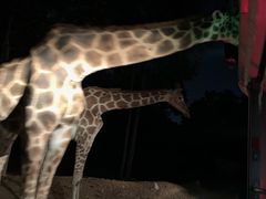 -清迈夜间动物园