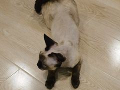 -十年猫舍·猫咪专门店(普陀店)