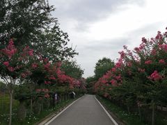 -武汉紫薇都市田园