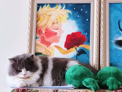 -momokira米努特·德文卷毛猫·棉花面纱犬