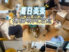 -有喵·猫咖·狗咖·30几只猫10只小狗(岗厦店)