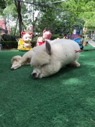 -萌宠亲子动物乐园(槐房万达店)