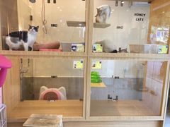 -e嘉宠物店(北大街店)