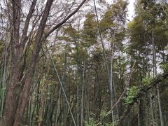 -上海佘山国家森林公园天马山园