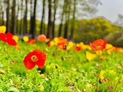 -上海共青森林公园