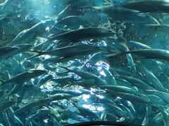 -上海海洋水族馆