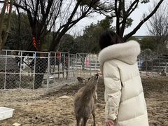 -鹅湖玫瑰文化园