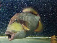 -苏州海洋馆