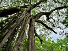 -瑞丽独树成林风景区