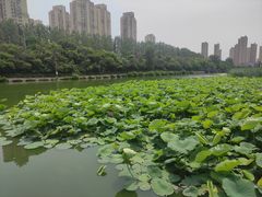 -前关湿地公园