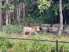 -清迈夜间动物园