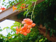 -陈家山荷花公园