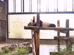 -上海野生动物园