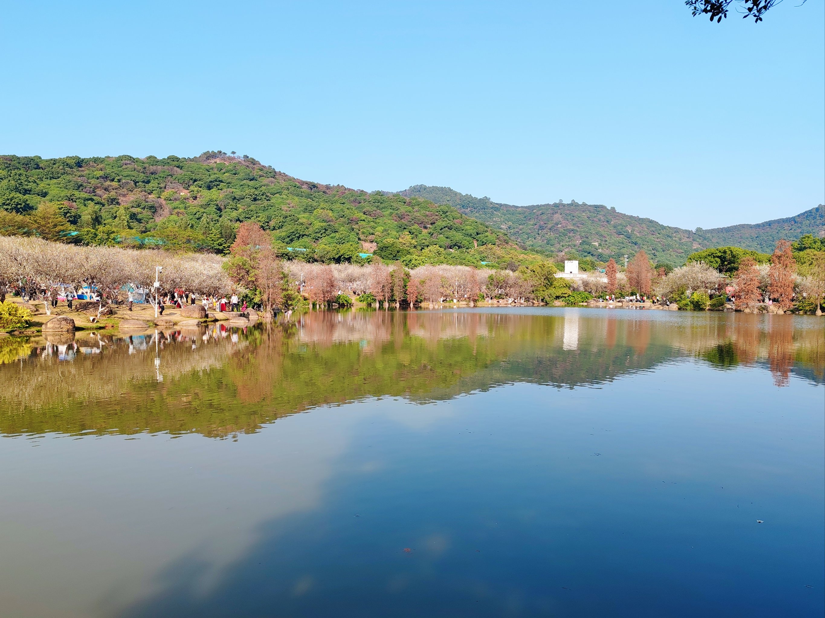 萝岗香雪公园图片