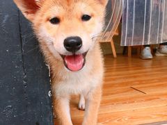 -柴犬高等学院·狗咖·柴犬售卖·宠物训练