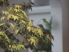 -漫笙舍Manse·咖啡·民宿