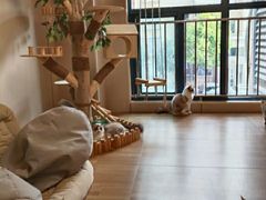 -唐小姐の私宠·宠物洗护美容·撸猫馆·购宠(周浦万达旗舰店)