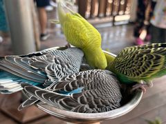 -燕塞湖鸟语林景区