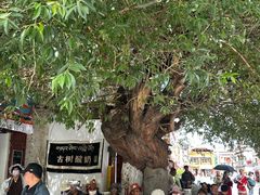 -古树酸奶(八廓南街店)