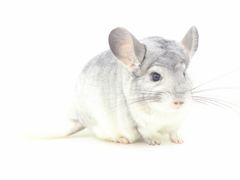 -龙猫仔乐园(惠福东路店)