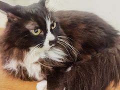 -有猫主题·治愈系猫咖(曾厝垵店)