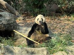 -成都动物园
