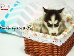 -1013 PET SHOP 宠物商店(近铁城市广场店)