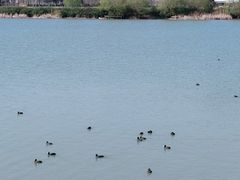 -贡湖湾湿地公园