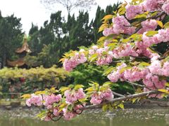-嘉定紫藤园