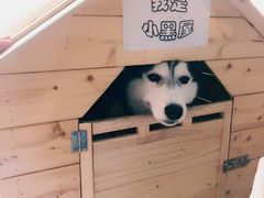 -Husky Go! 哈士奇体验馆·宠物咖啡厅狗咖