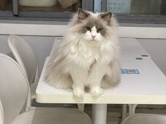 -喵的天空名猫咖啡馆·撸猫·猫舍·用品