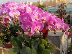 -中环花鸟鱼虫市场