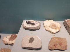 -湖南省地质博物馆