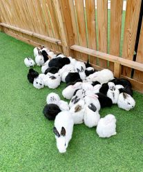 -萌宠亲子动物乐园(槐房万达店)