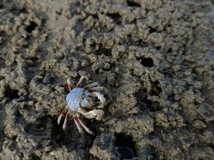 -北海金海湾红树林生态旅游区