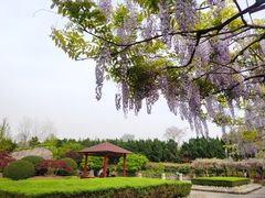 -嘉定紫藤园