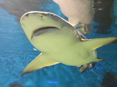 -秦皇岛新澳海底世界