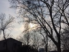 -武汉大学-樱园