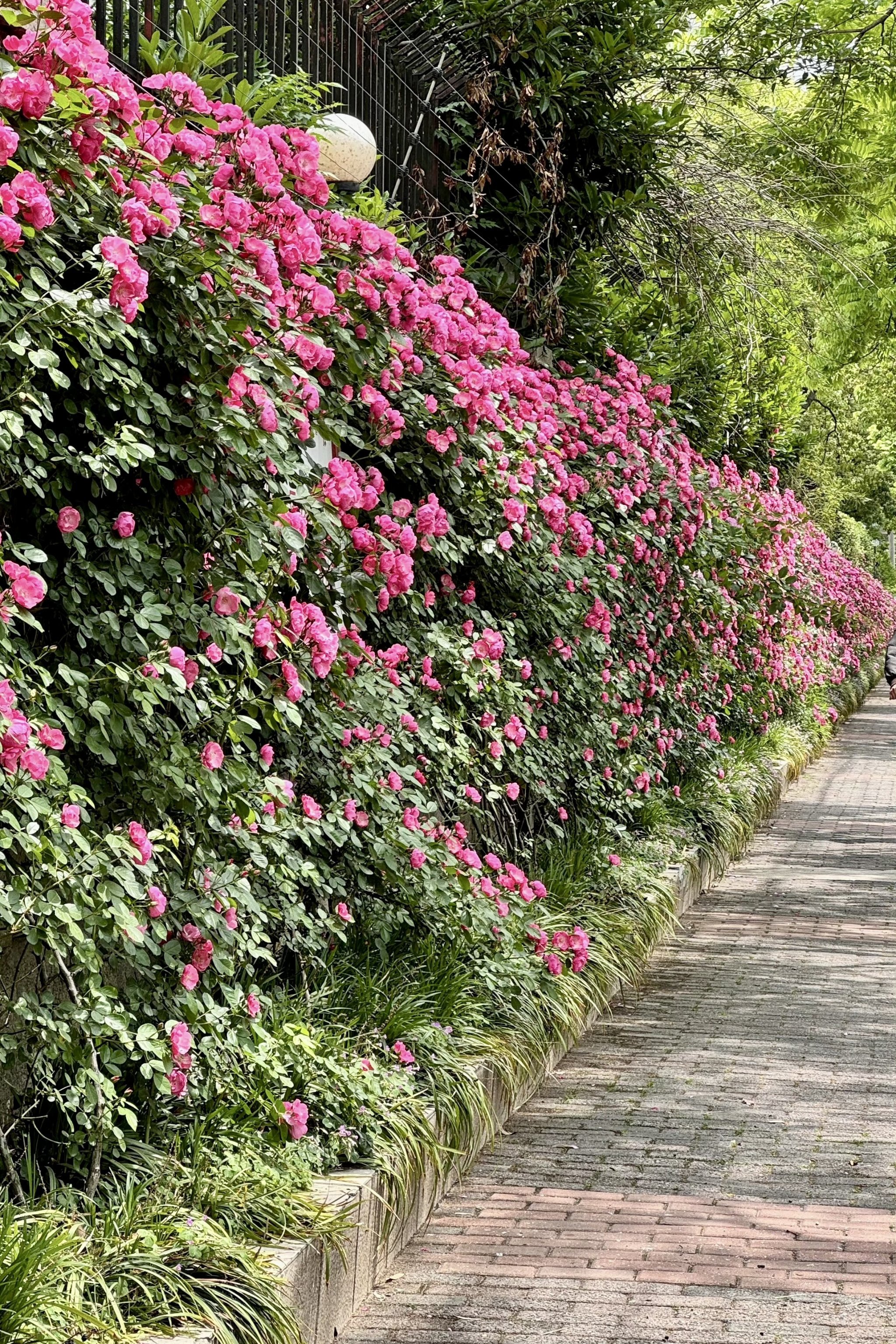 徐汇最美的花墙等你来