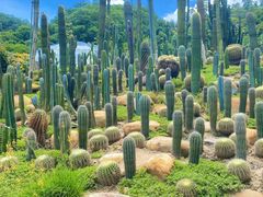 -深圳仙湖植物园