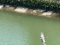 -福田红树林生态公园