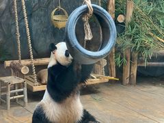 -深圳野生动物园