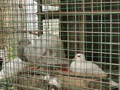 -马陆小张葡萄园农家乐