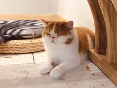 -飞行喵MR PILOT|猫舍·猫咖(静安大融城店)