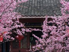 -青羊宫