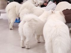 -安格丽娜·狗咖·猫咖羊驼咖(春熙路百盛商场店)