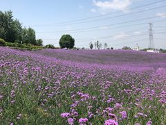 -紫颐香薰山谷景区