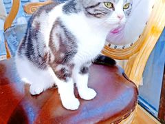 -猫小院猫主题餐厅(南锣旗舰店)
