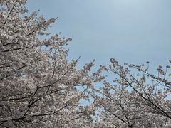 -高东镇樱花园